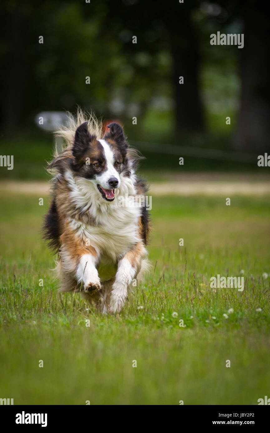 Grosser Hund High Resolution Stock Photography and Images - Alamy