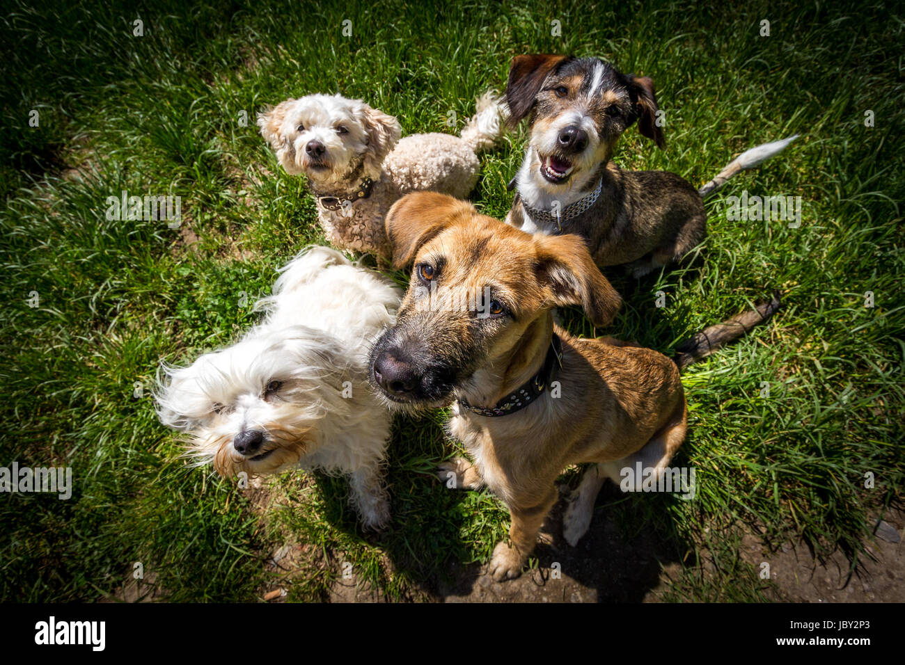 4 Hunde sitzen auf einem Fleck und blicken zum Fotografen hoch der etwas feines zur Belohnung in den Händen hält, Weiwinkel Aufnahme. Stock Photo