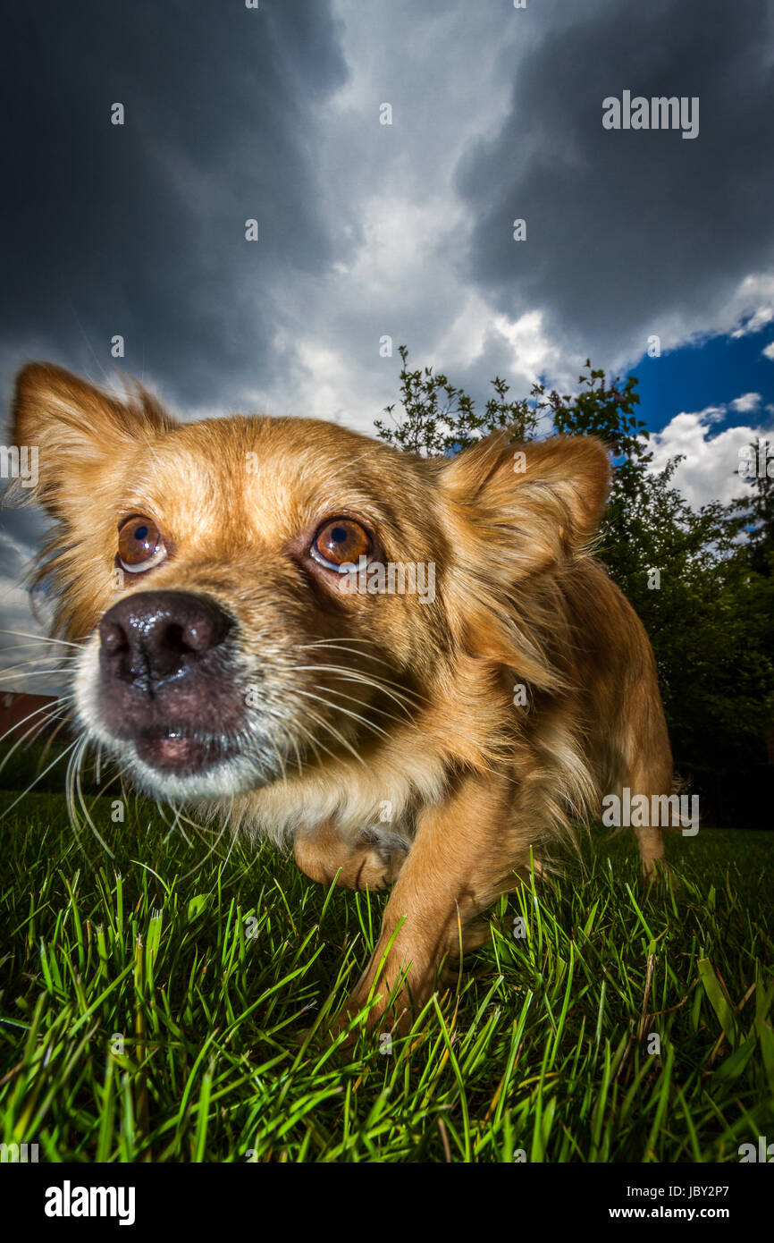 Kleiner brauner Mischlingshund mit einem Weitwinkel von vorne Aufgenommen, der Hund blickt nach oben wie wenn ihm die bedrohlichen Wolken über ihm gefährlich werden könnten. Stock Photo