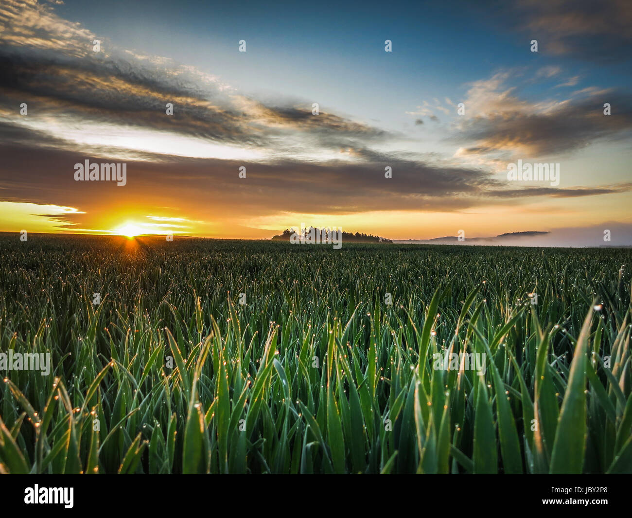 Ein Sonnenaufgang früh morgens im Frühling, das junge Getreide ist mit Tau benetzt und zwischen den Wolken schiebt sich langsam die Sonne durch. Stock Photo