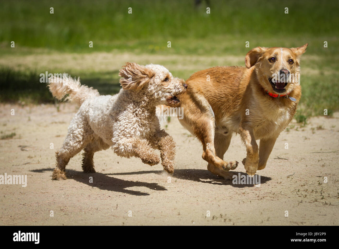 Ein Labradoodle und ein Labrador rennen gemeinsam durch den Sand und jagen sich gegenseitig. Stock Photo
