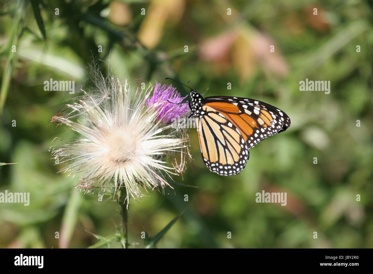 Monarch Butterfly (danaus plexippus) on purple flowers Stock Photo - Alamy