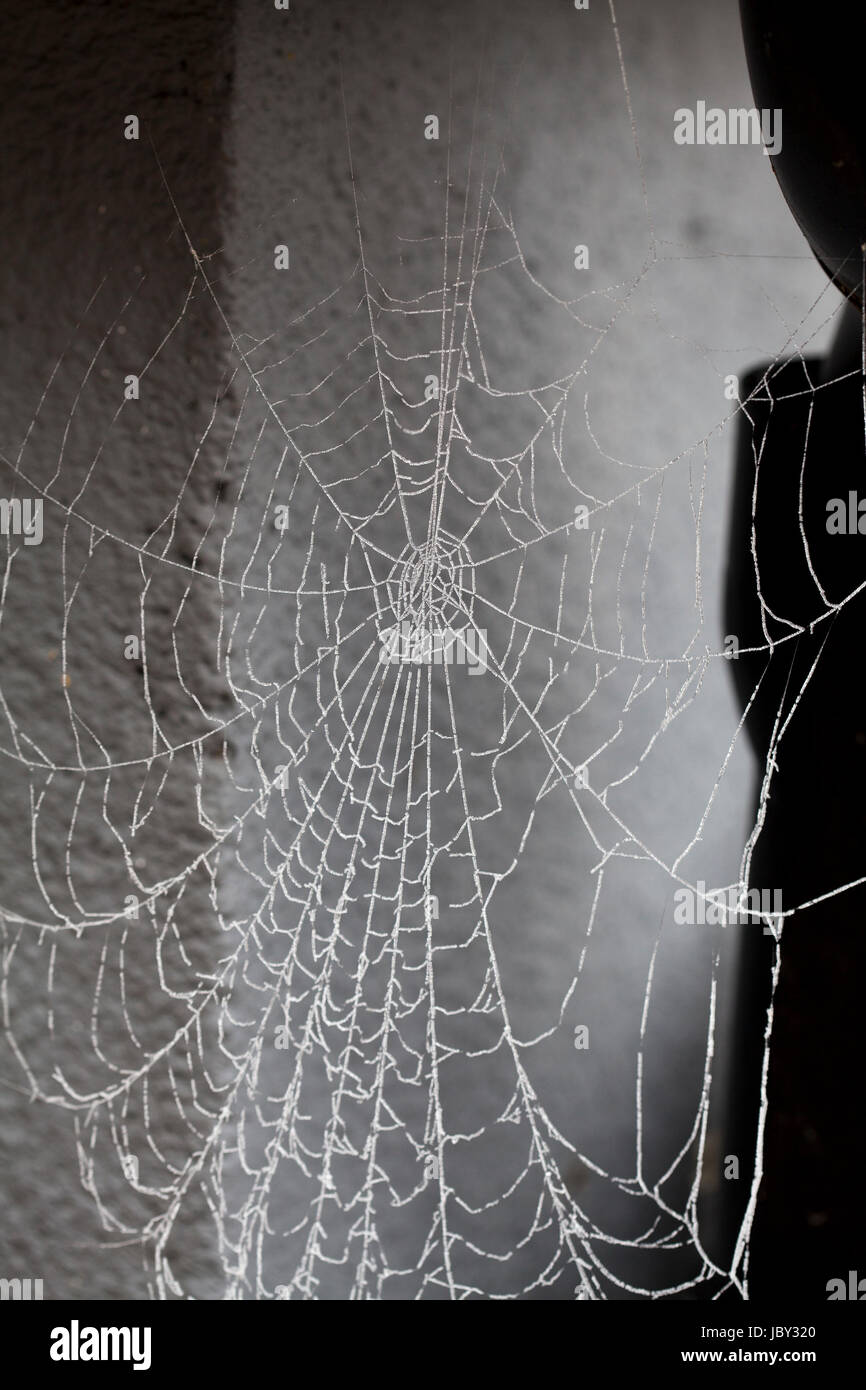 COBWEBS that frozen during the night 2017 Stock Photo