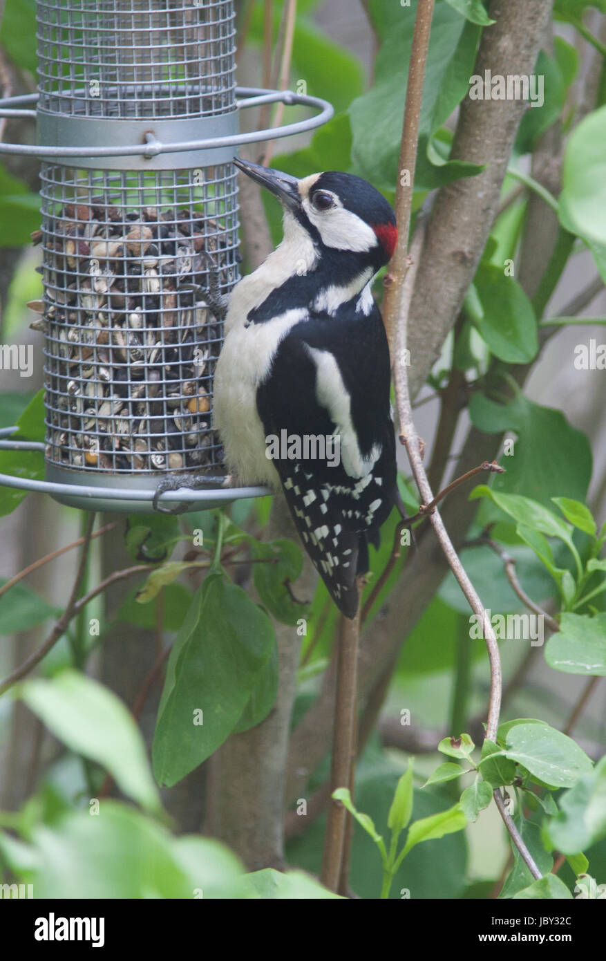 GREAT SPOTTED WOODPECKER at the seed dispenser at summer in lillac bush in garden 2017 Stock Photo