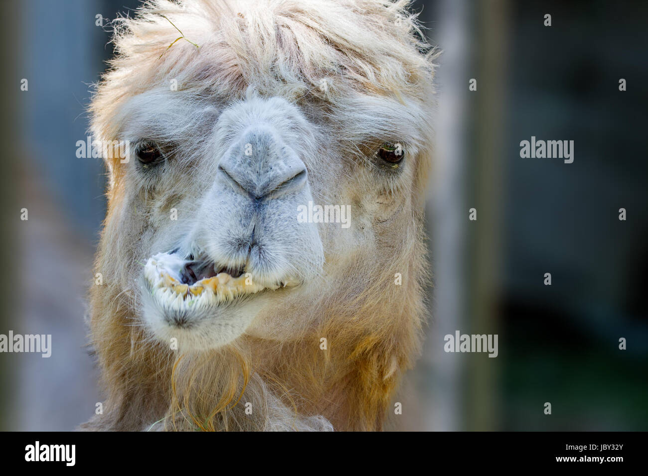 Image of an animal's head of a camel that chews Stock Photo