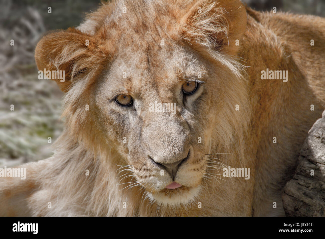 Image of an animal young lion lying on the grass Stock Photo