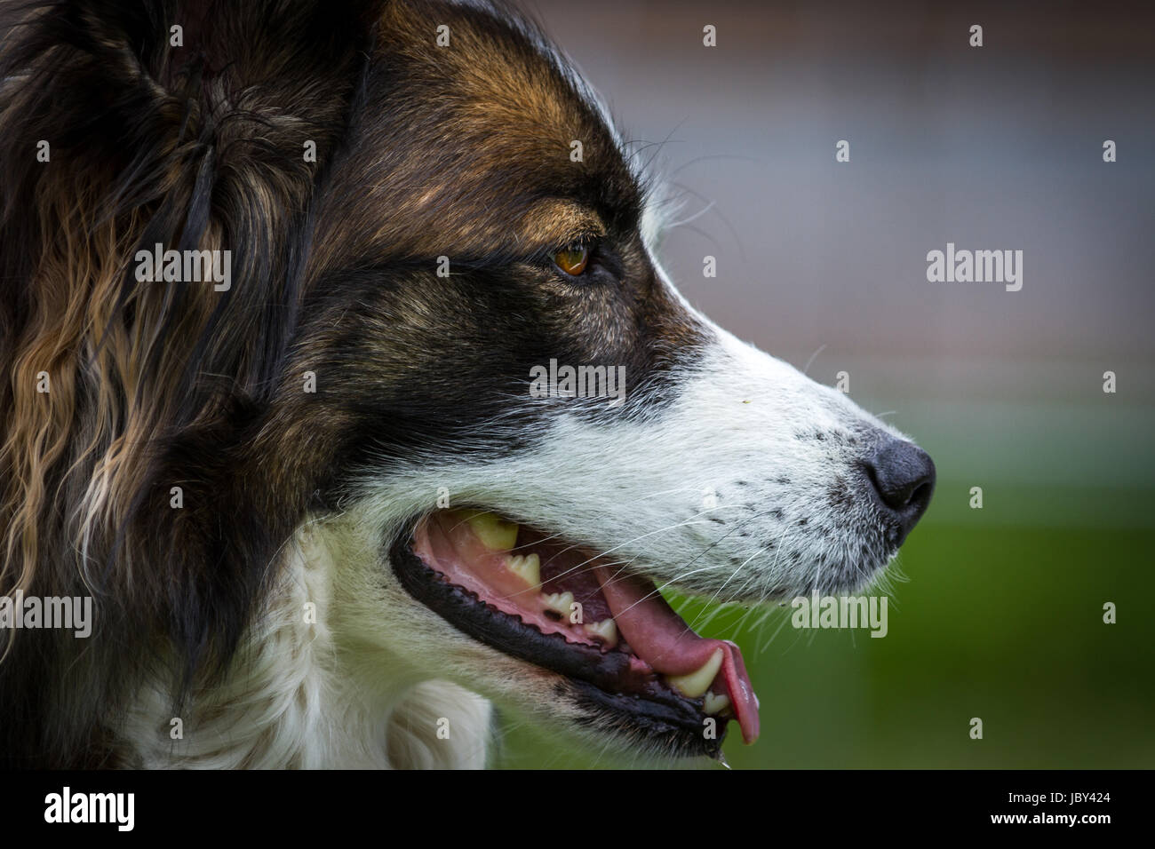 Hubscher Hund High Resolution Stock Photography and Images - Alamy