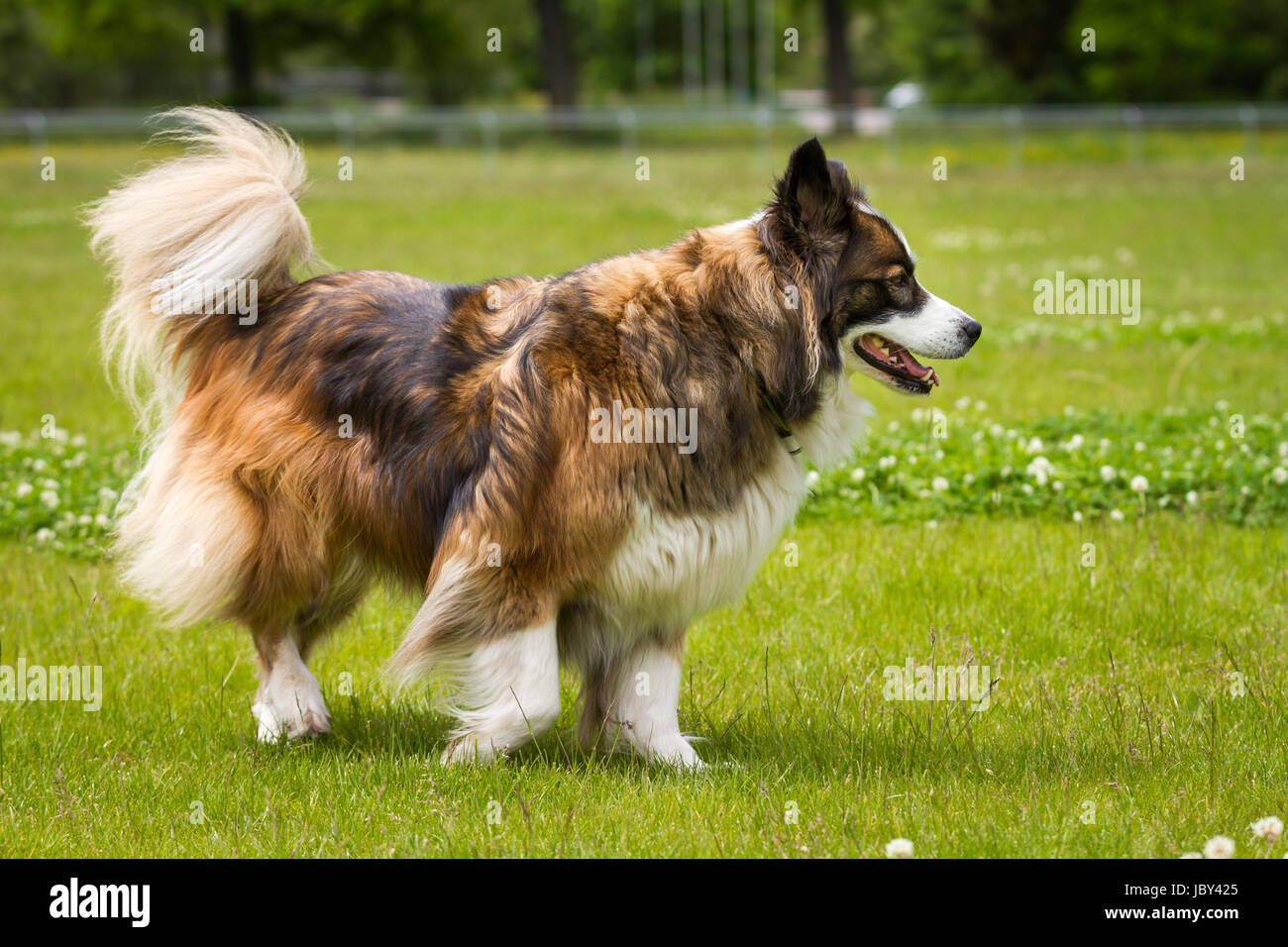 A Large Three Color Long Hair Dog Runs Quite Comfortably On A