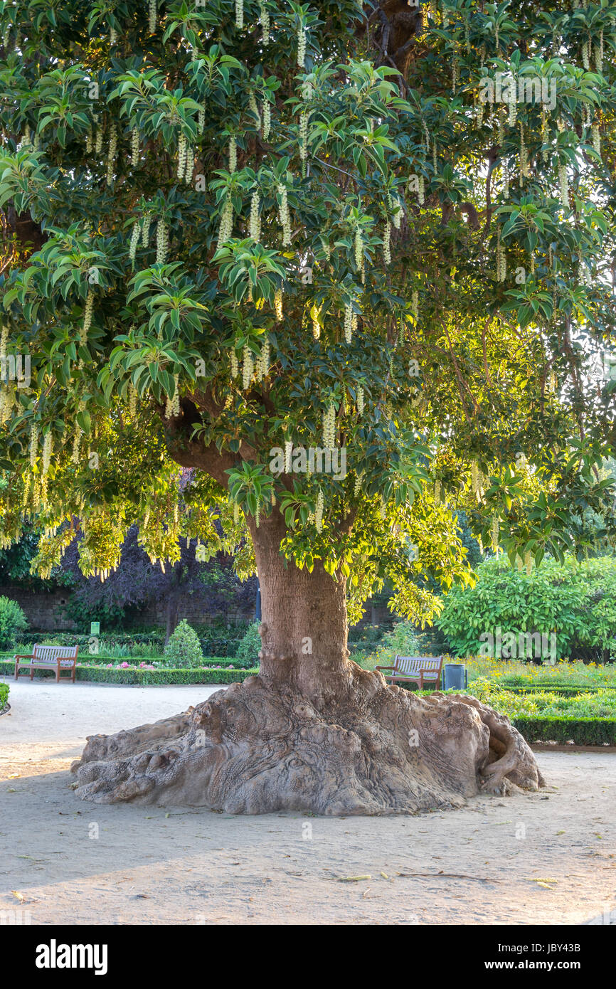 An Ombus tree(Phytolacca Dioca) in a garden of Barcelona Stock Photo