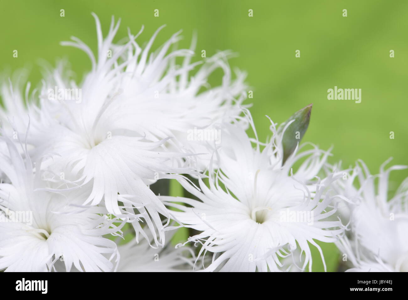 White mini carnation flowers closeup Stock Photo