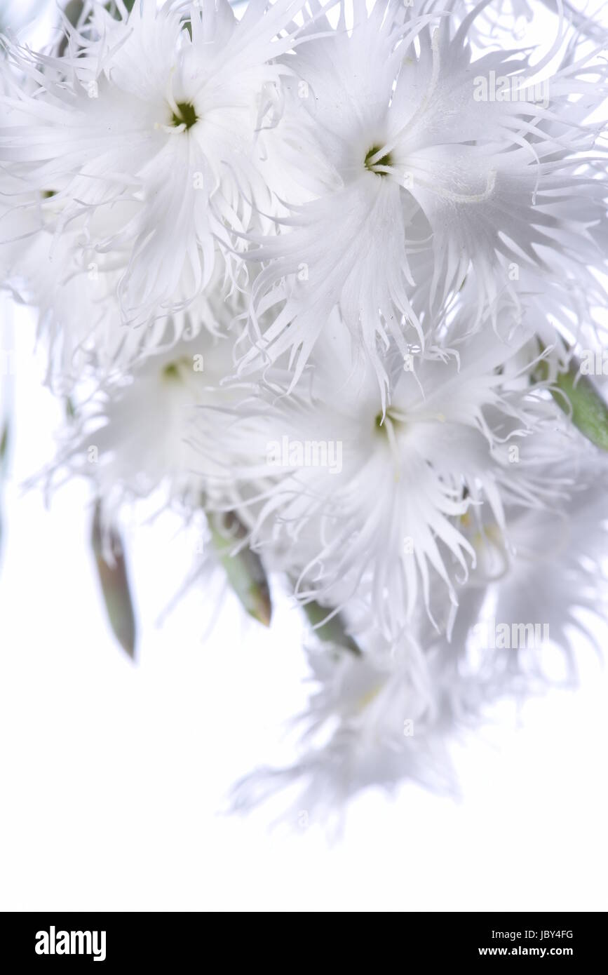 White mini carnation flowers isolated on white background Stock Photo