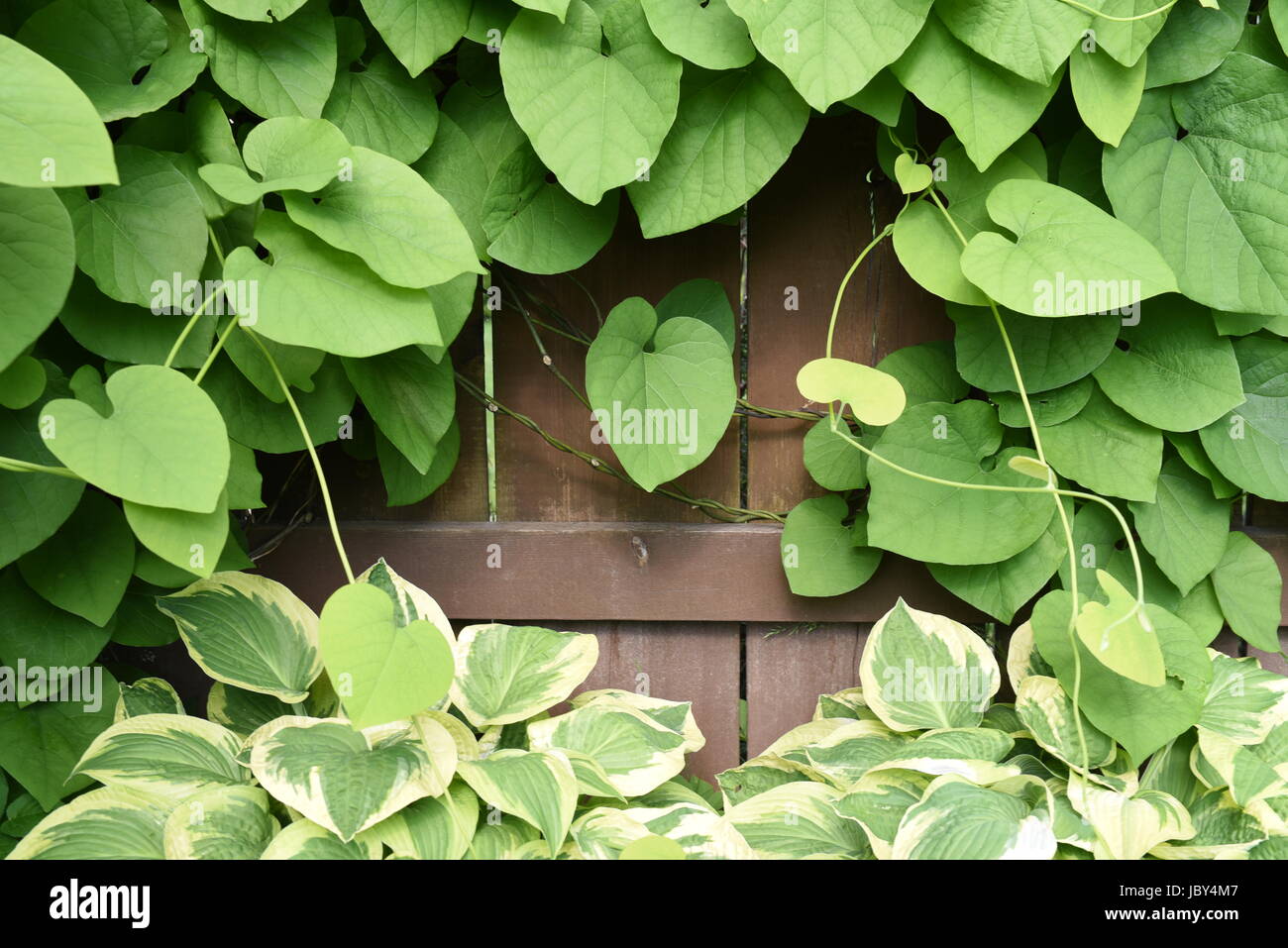 Ivy plant frame on wooden fence Stock Photo