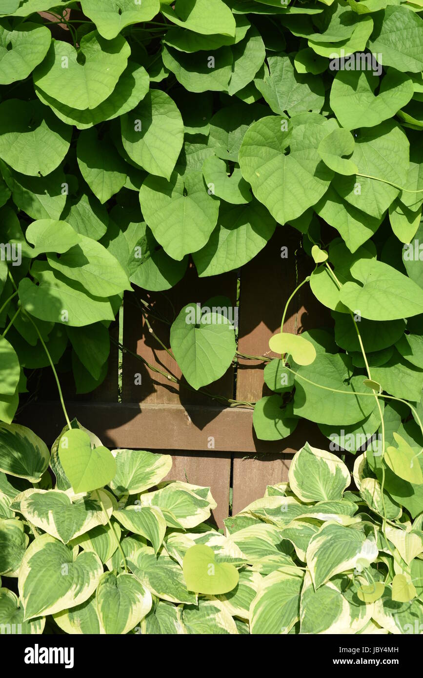 Ivy plant frame on wooden fence Stock Photo