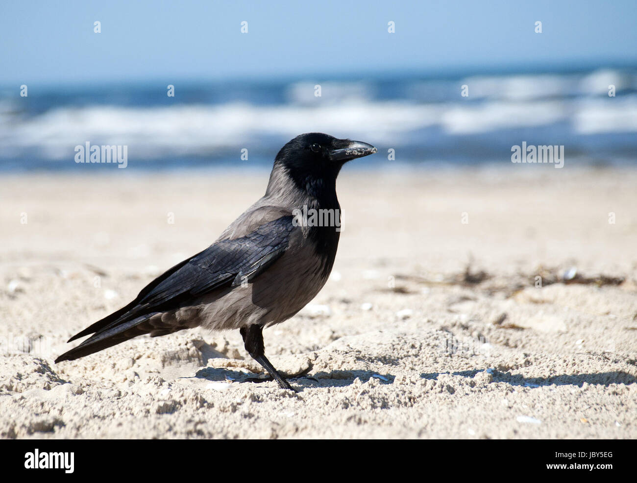 Rabe Foto Vogel rabe hi-res stock photography and images - Alamy