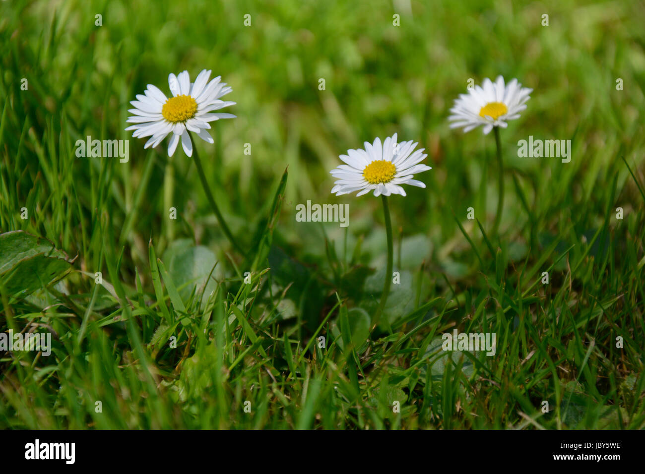 Detail picture of tree Daisies on a green field background Stock Photo ...