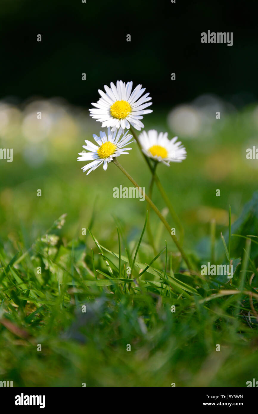 Detail picture of tree Daisies on a green field background Stock Photo ...