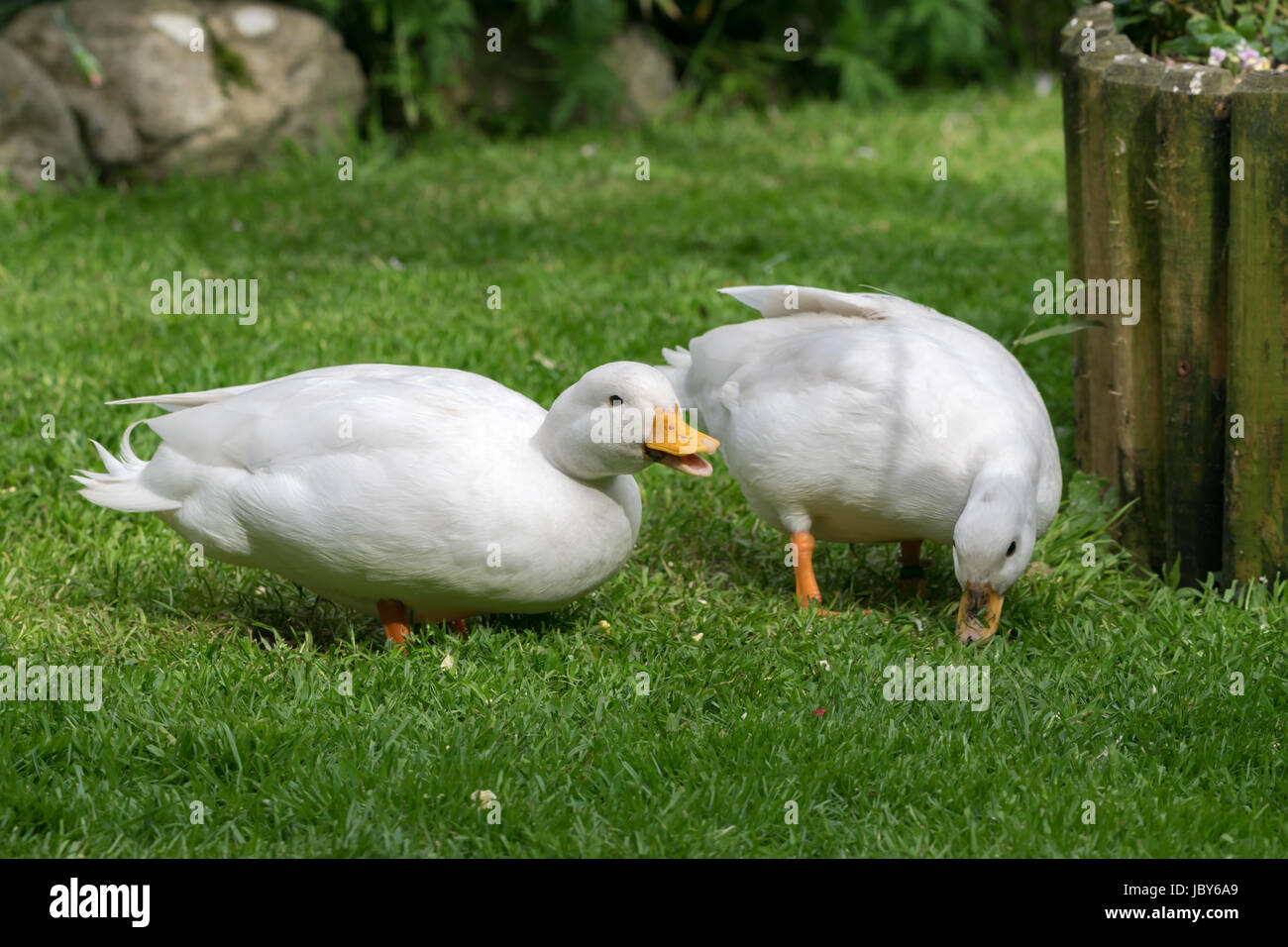 White call duck hires stock photography and images Alamy