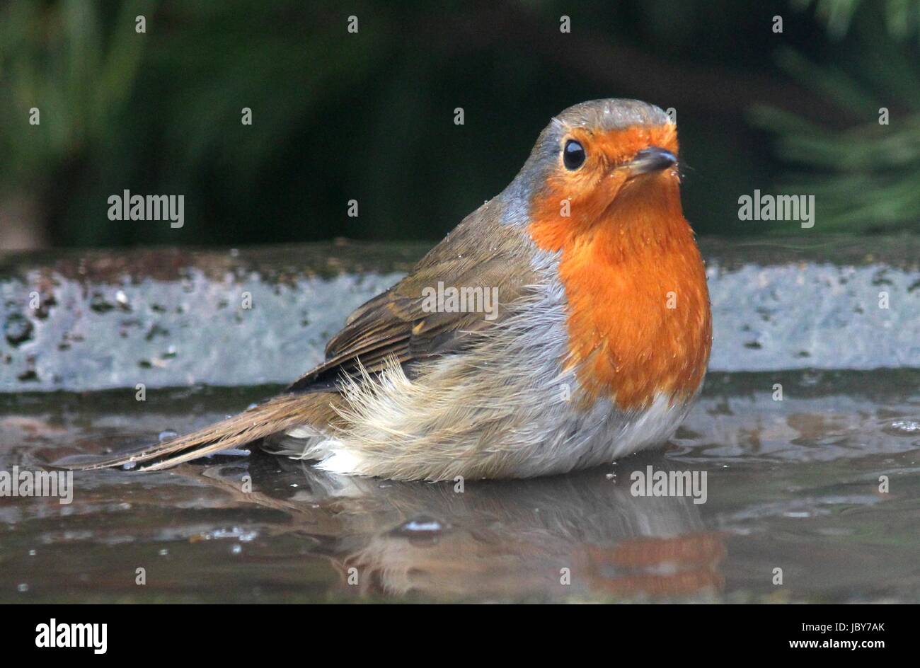 Garden bird bath robin hires stock photography and images Alamy