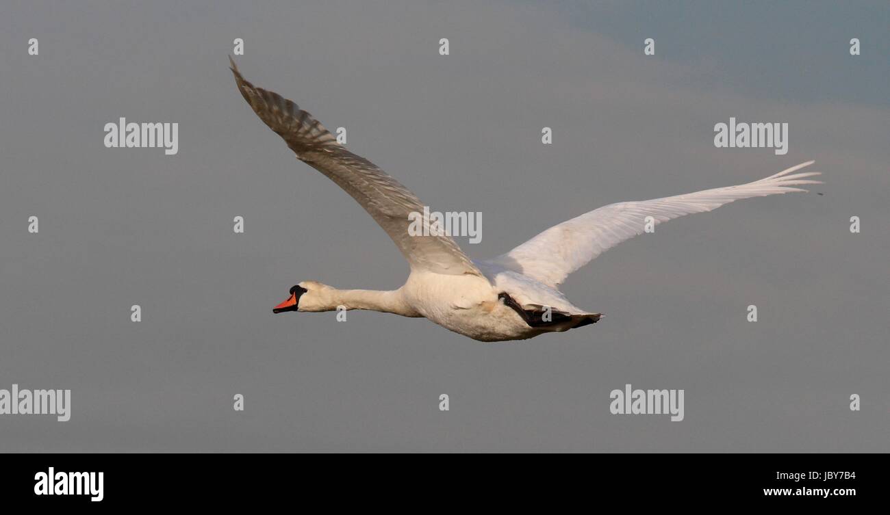 Mute swan in flight Stock Photo Alamy