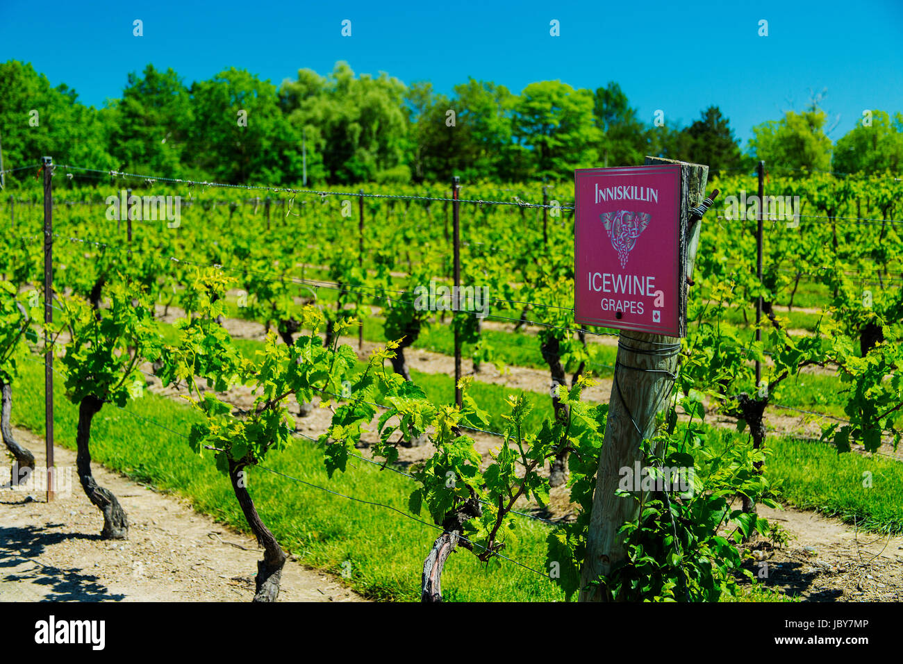 Icewine grapes in Inniskillin winery, Niagaraonthelake, Ontario