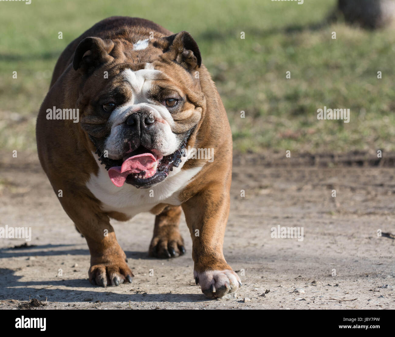 english bulldog moving - six year old female Stock Photo