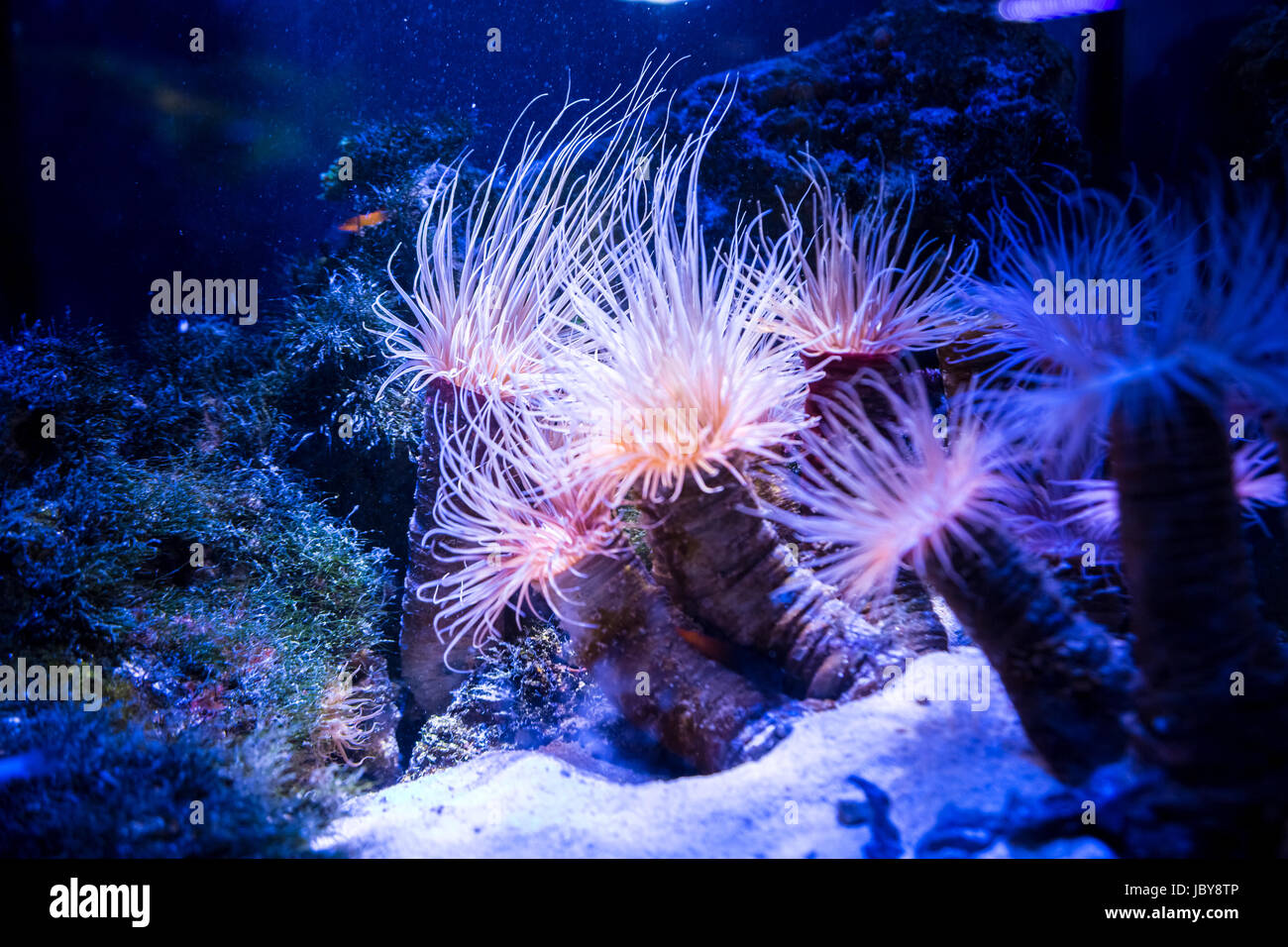 Beautiful live corals on the seabed. Excellent background of the underwater world Stock Photo