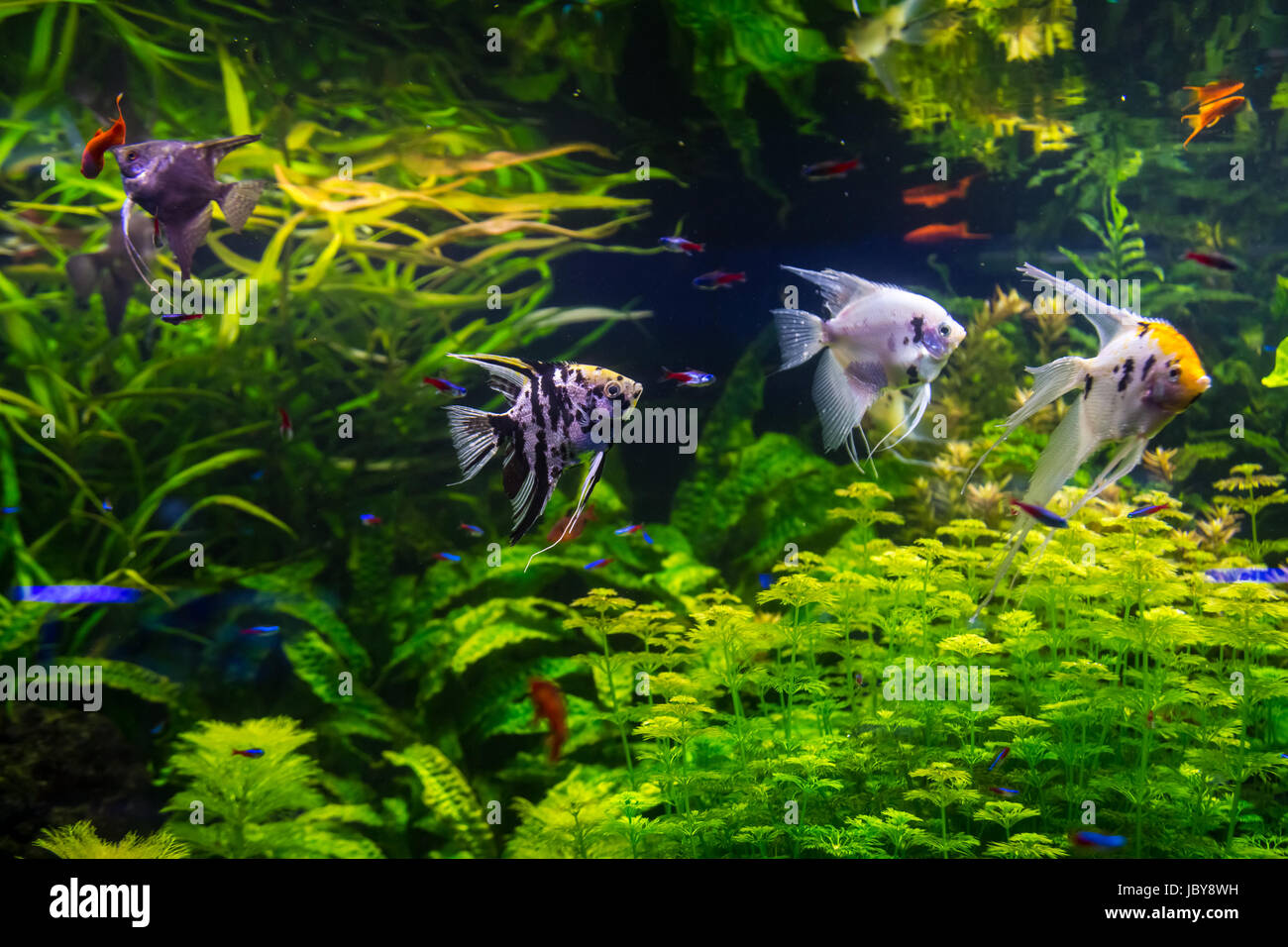 Freshwater Tropical Fish Aquarium Freshwater Tropical Fish Aquarium