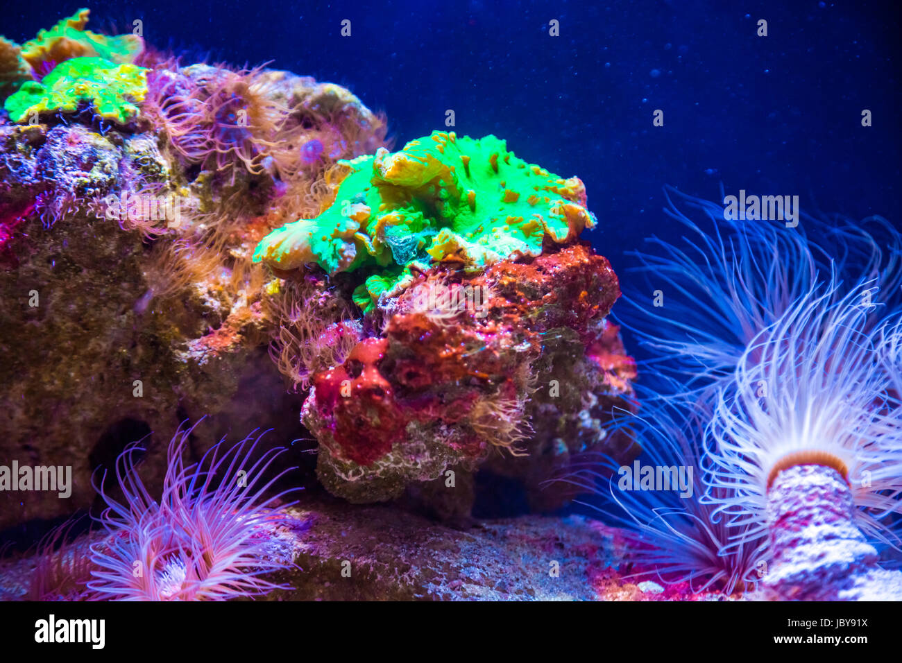 Beautiful live corals on the seabed. Excellent background of the underwater world Stock Photo