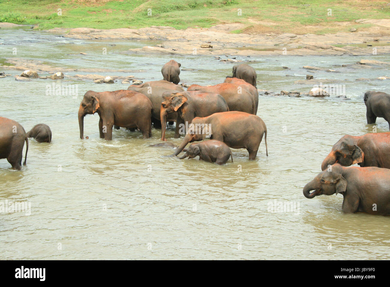 elephants take a bath Stock Photo Alamy