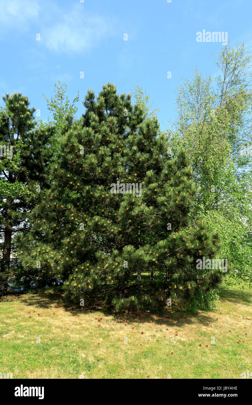 A beautiful pine tree set against a blue sky Stock Photo - Alamy