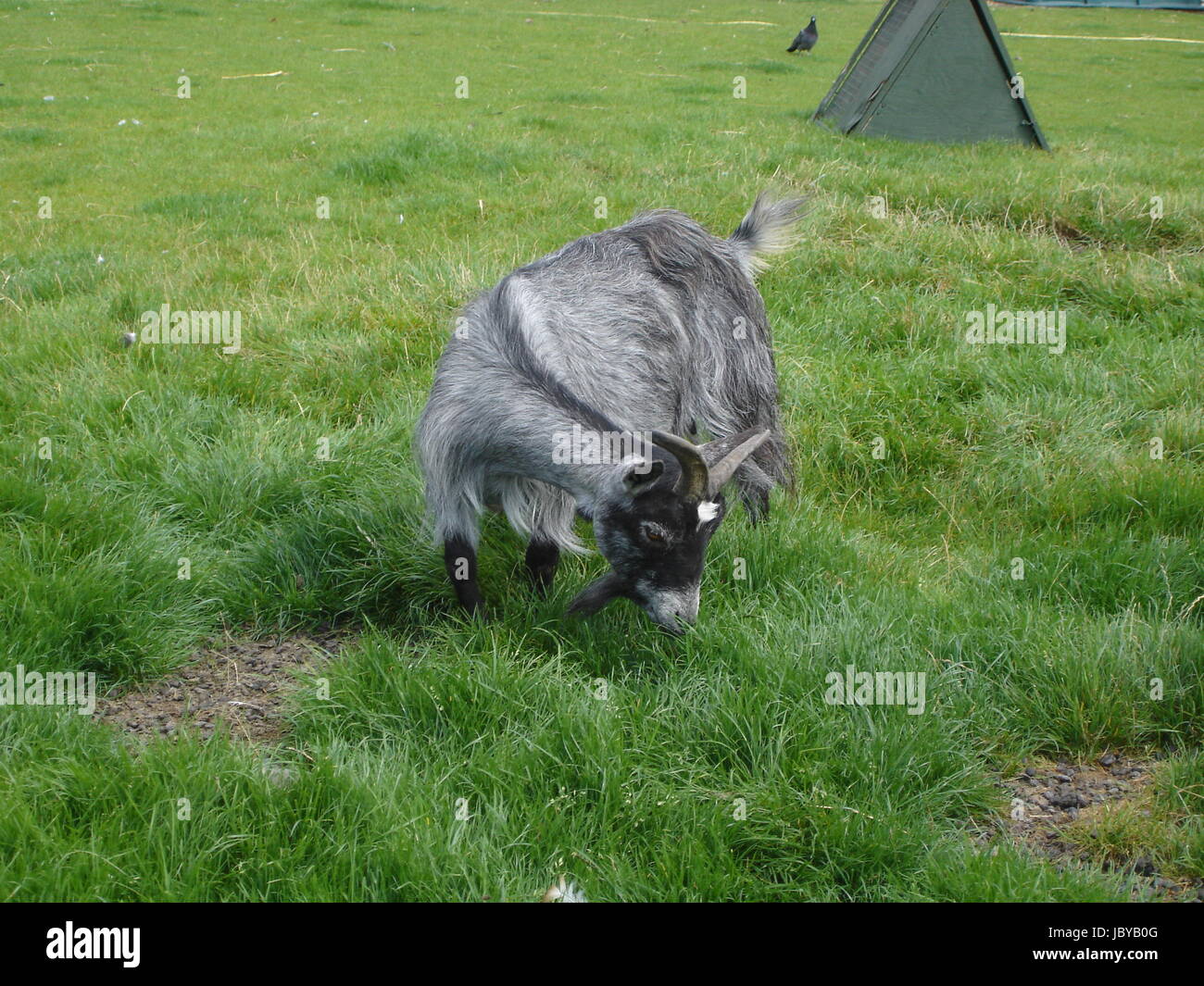 Pygmy Goat Capra aegagrus Stock Photo Alamy