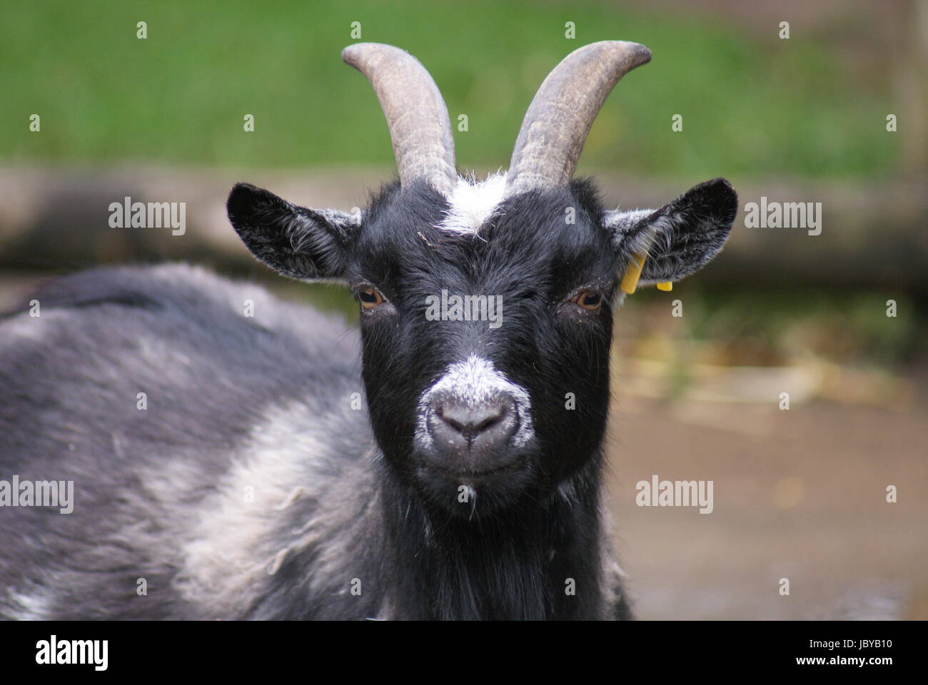 Pygmy Goat - Capra aegagrus Stock Photo - Alamy