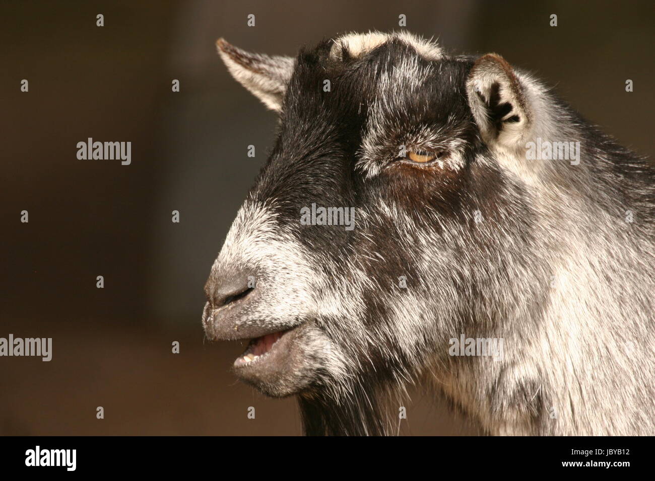 Pygmy Goat - Capra aegagrus Stock Photo - Alamy