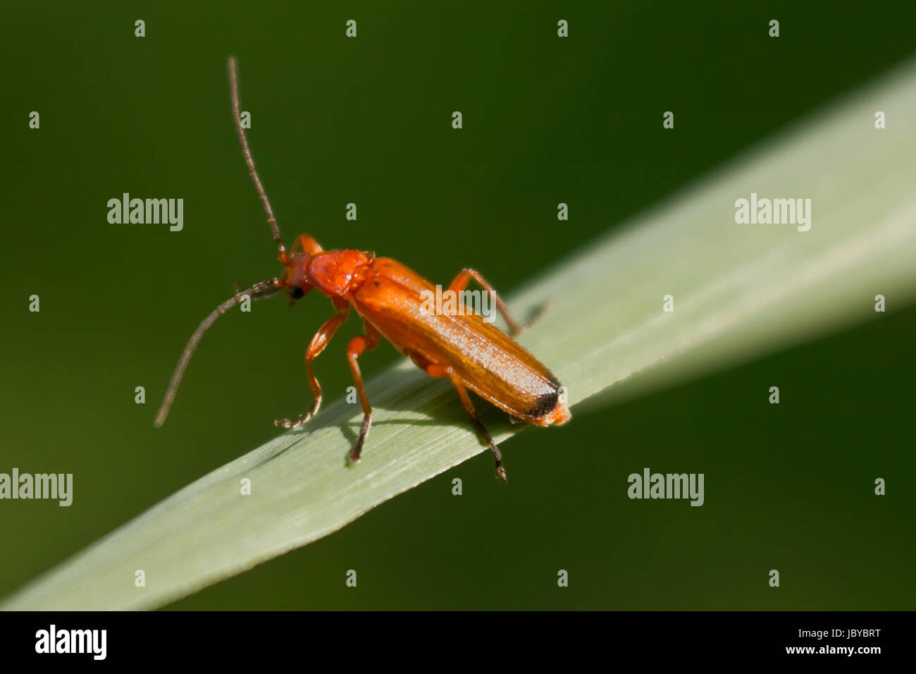 common red soldier beetle Stock Photo Alamy