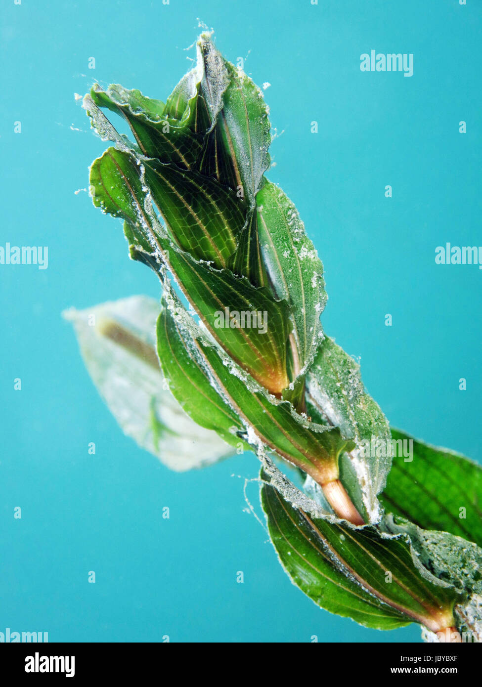 Durchwachsenes Laichkraut (Potamogeton perfoliatus) Stock Photo