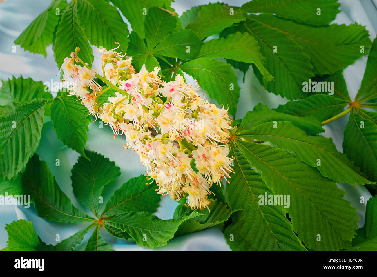 Beautiful flower of a chestnut with young green leaves on a blue background Stock Photo