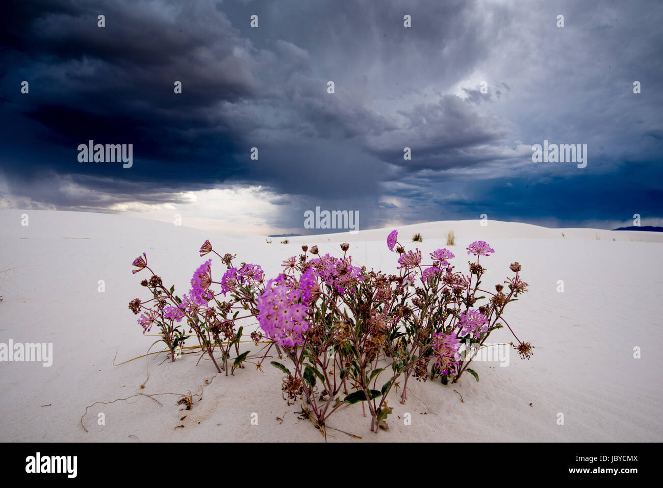 Purple Snd Verbena, (Abronia anguvstifolia), with thunderstorm in background.  White Sands National Monument, New Mexico, USA. Stock Photo