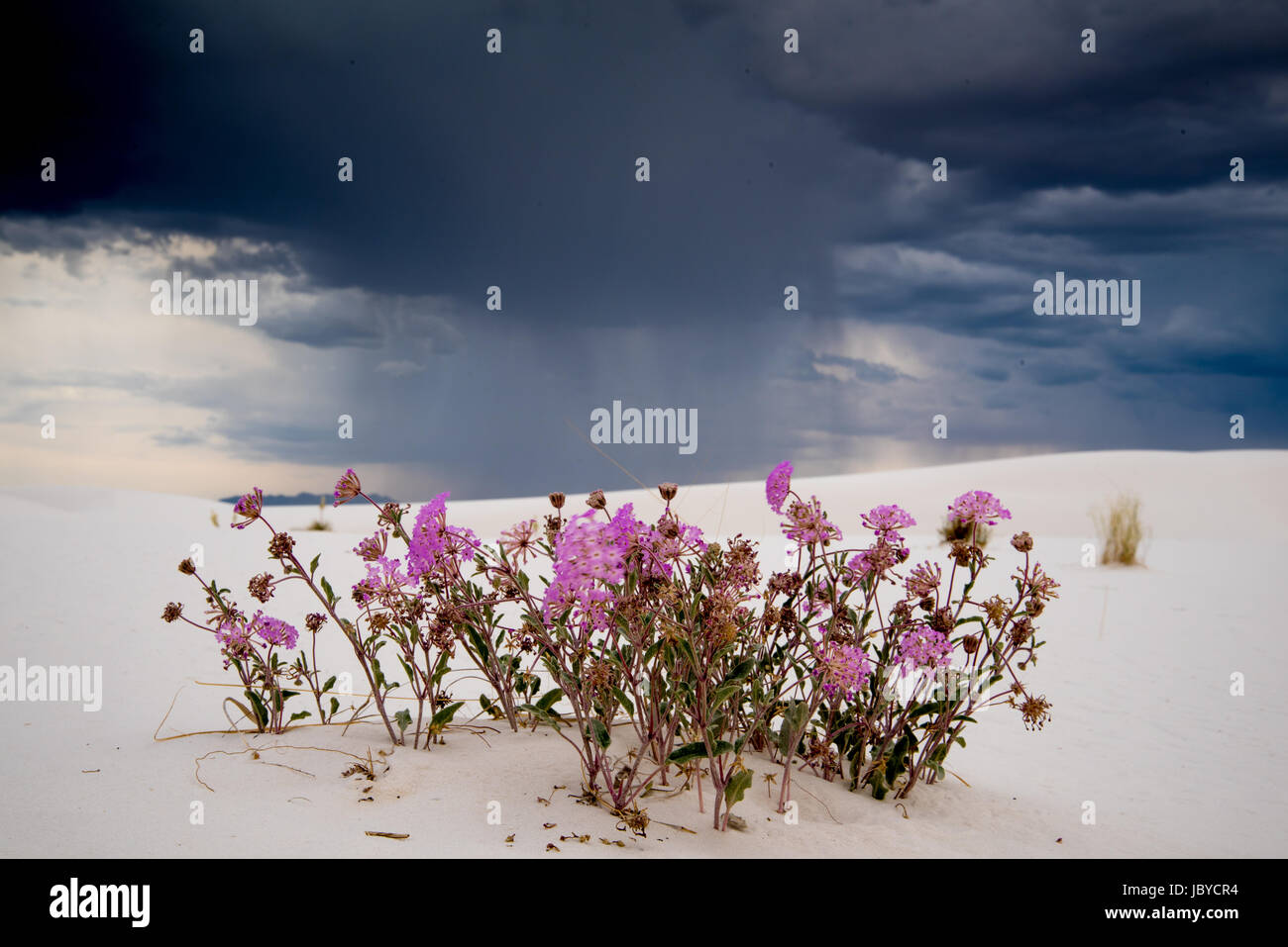 Purple Snd Verbena, (Abronia anguvstifolia), with thunderstorm in background.  White Sands National Monument, New Mexico, USA. Stock Photo