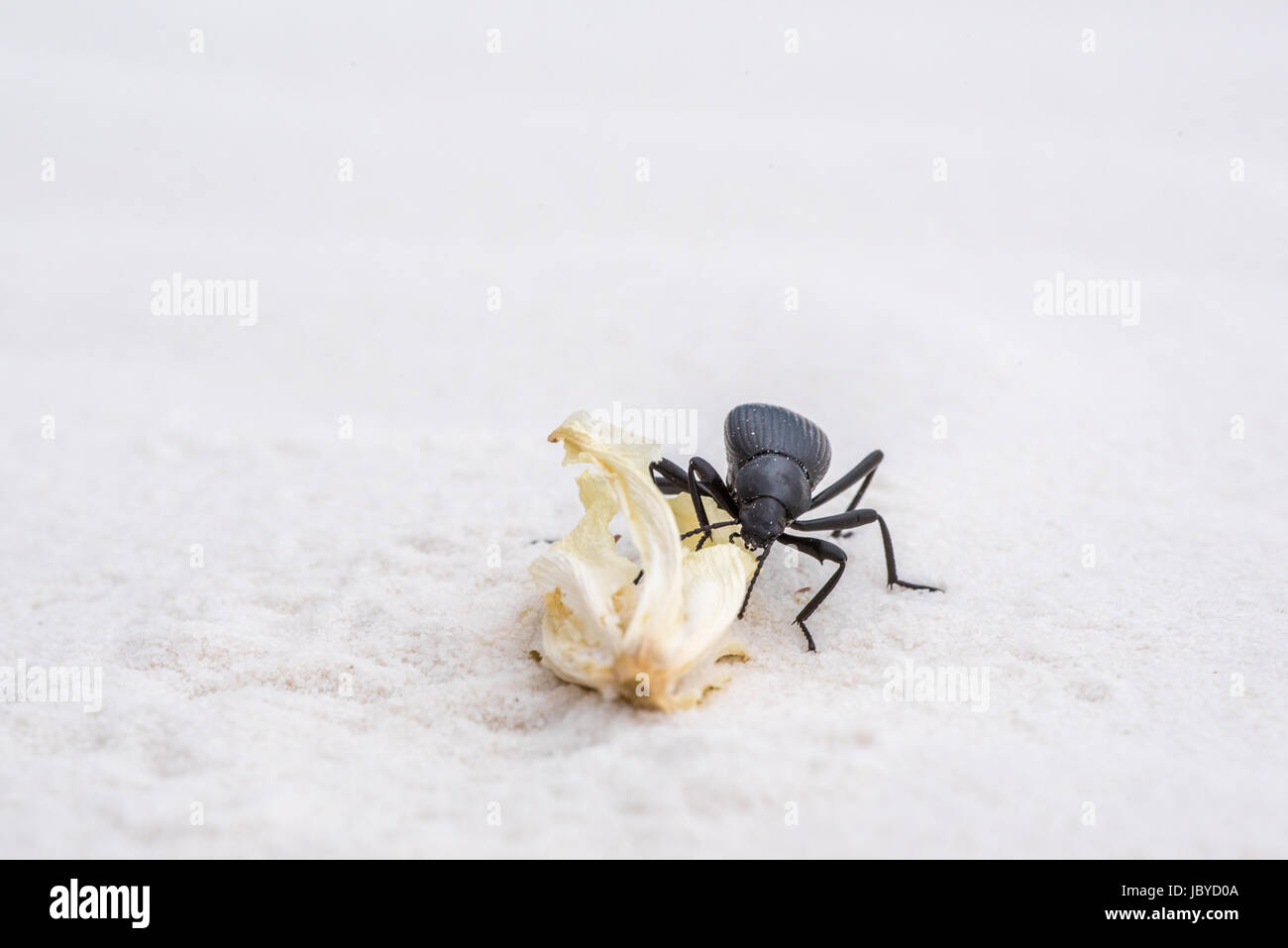 Darkling Beetle, (Elodea sp.), eating a Soaptree Yucca, (Yucca elate), flower.  White Sands National Monument, New Mexico, USA. Stock Photo