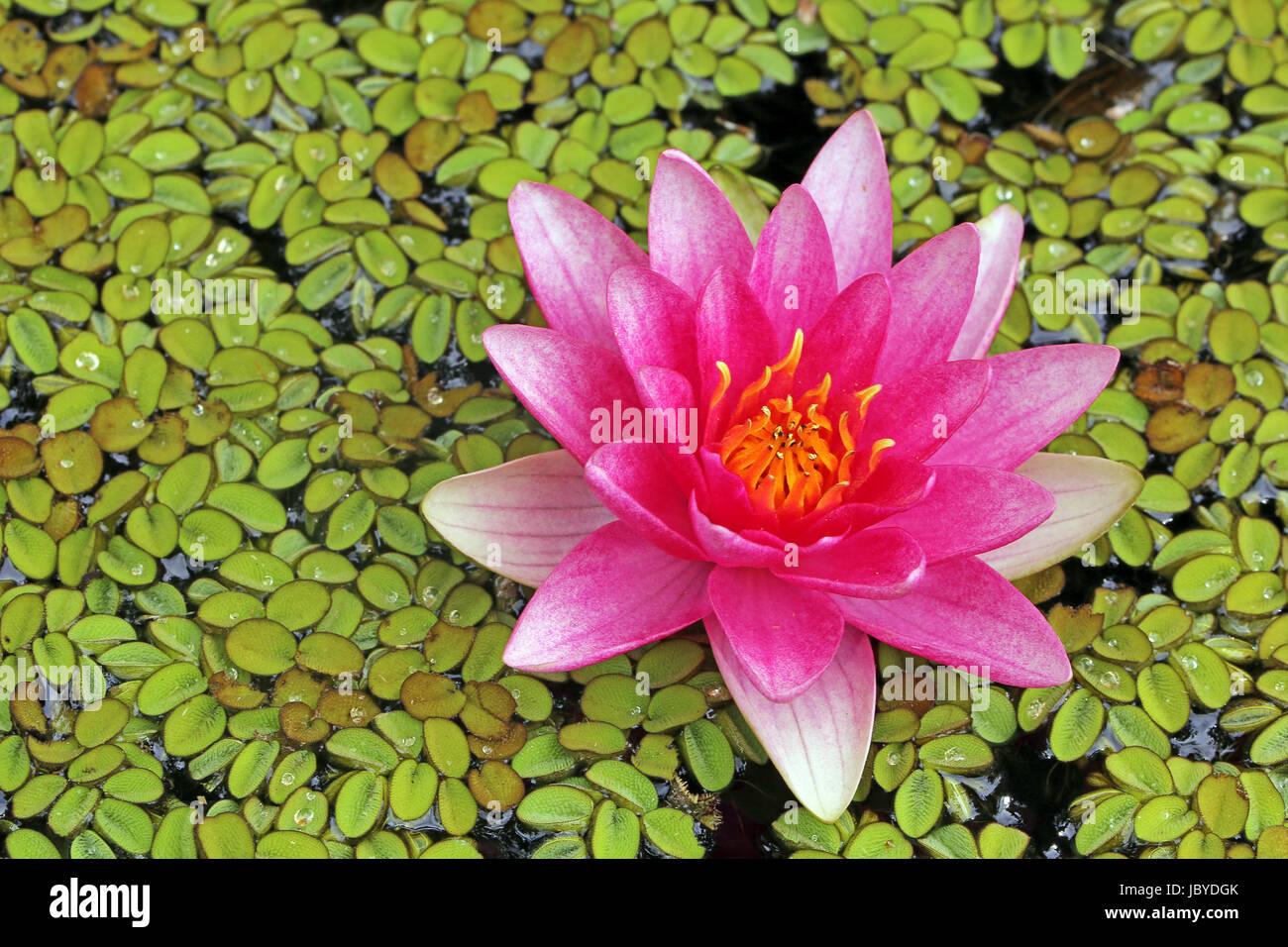pink water lily with swimming fern Stock Photo