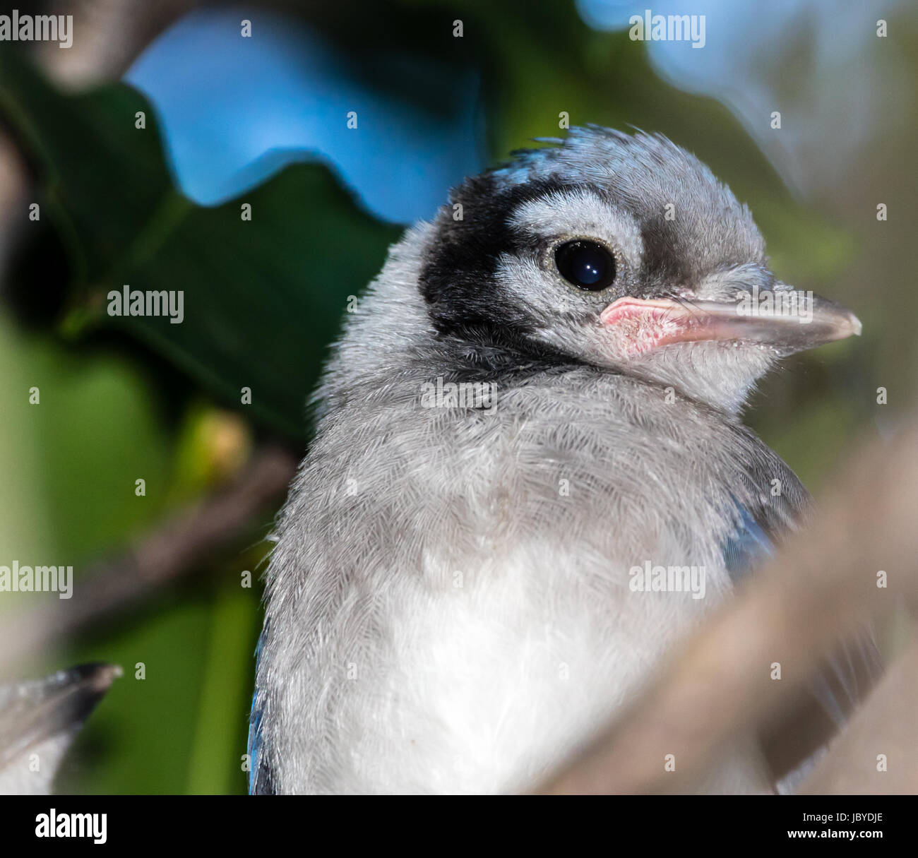 Baby Blue Jay Stock Photo Alamy