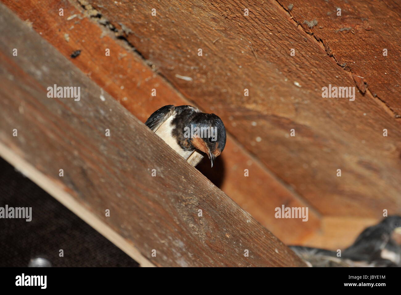 Swallow nest with chicks at Steinhuder Meer,Germany. Stock Photo