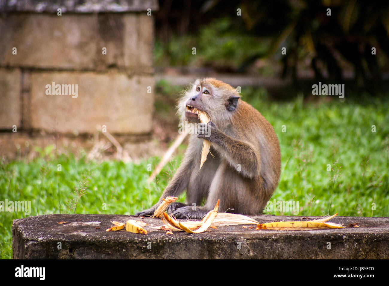 affe makake primat frisst eine banane im wald sitzend natur umwelt asien reisen exotisch Stock Photo