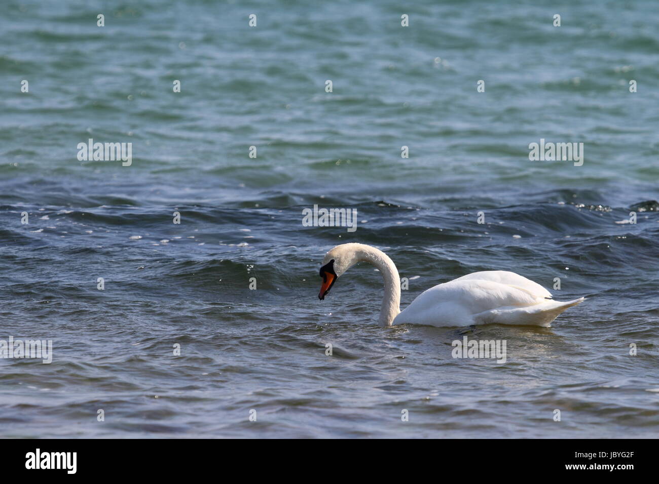 swan on the baltic sea Stock Photo