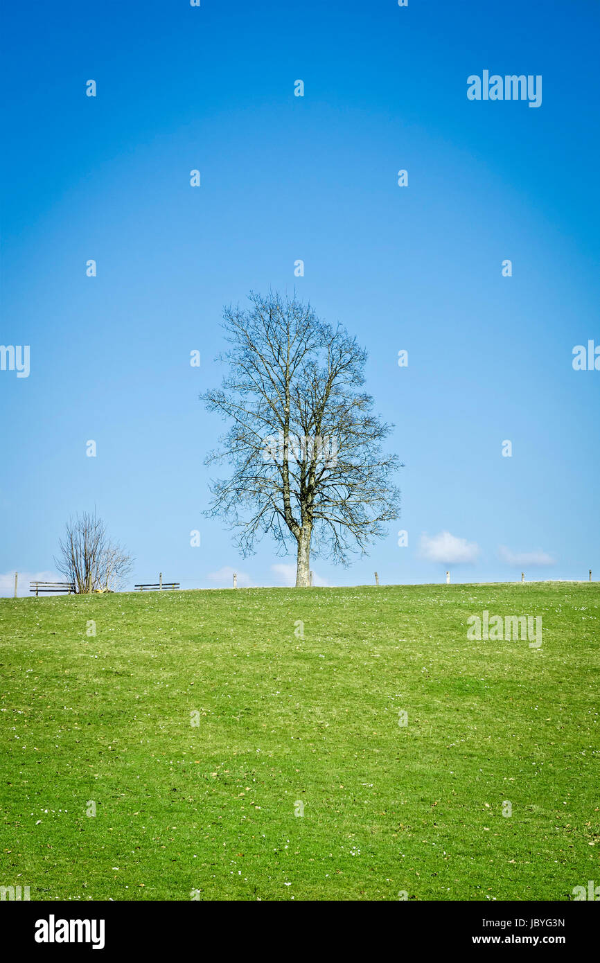 An image of a nice lonely tree under the blue sky Stock Photo - Alamy