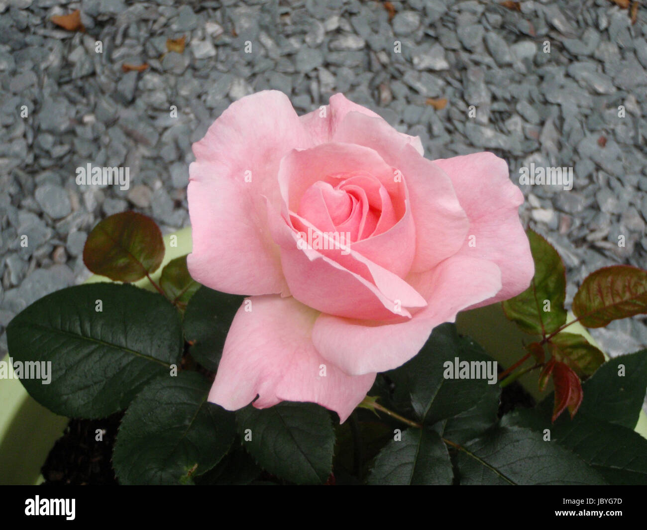 Delicate pale pink rose Stock Photo