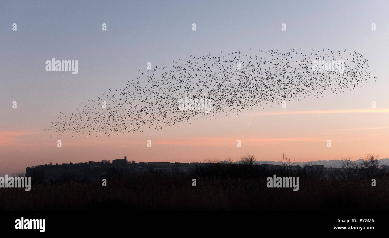 a murmuration of starlings at dusk over Cardiff Bay looking towards Penarth and St. Augustine's Church Stock Photo