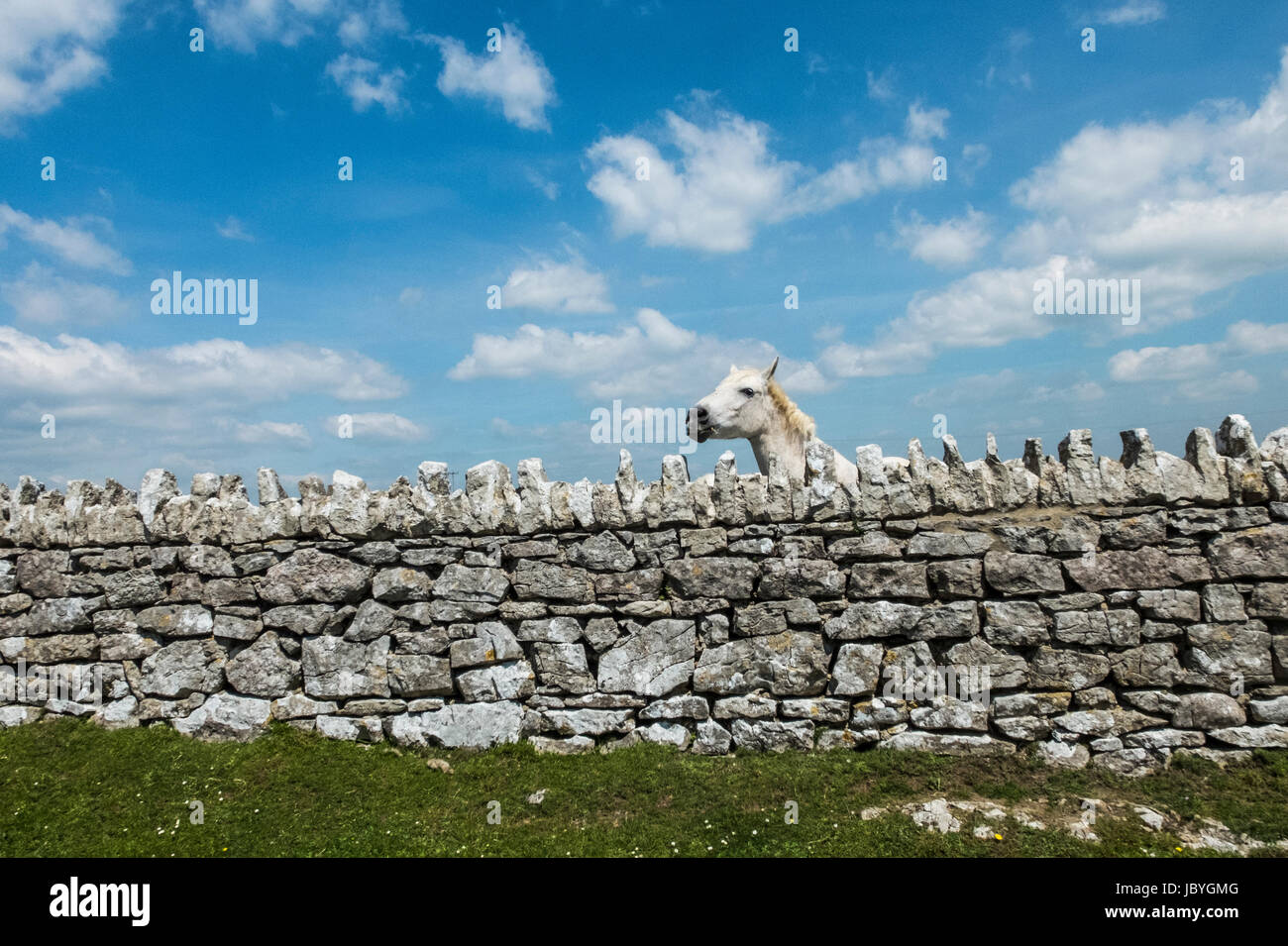 A horse peers over a dry stone wall at Southerndown in the Vale of