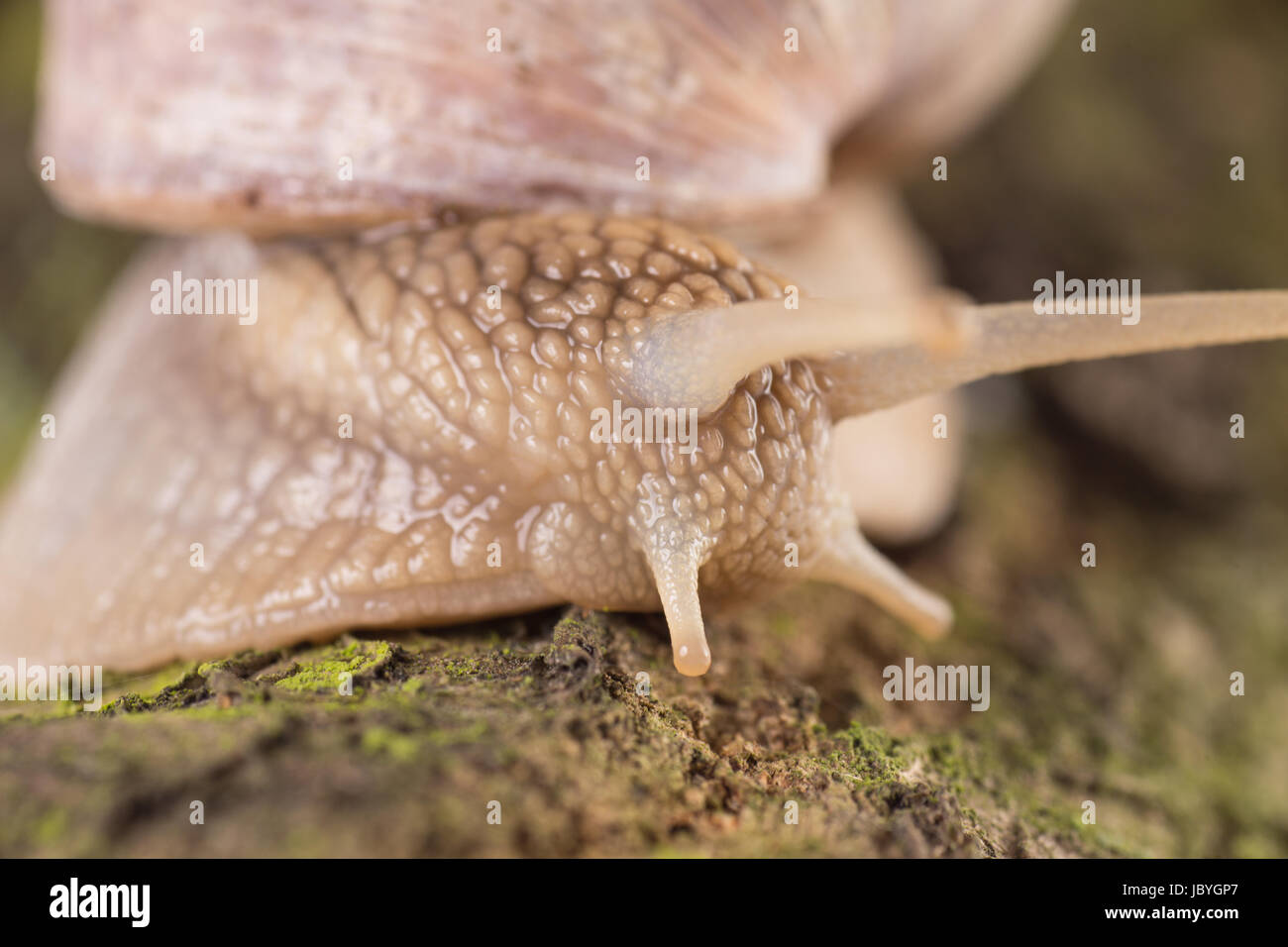 big Snail on a tree bark Stock Photo