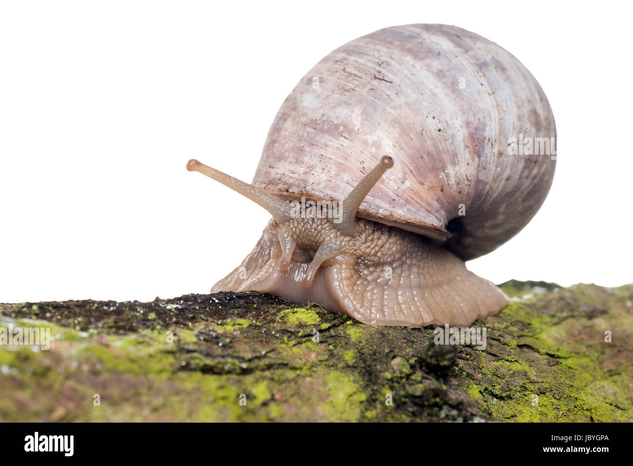 big Snail on a tree bark Stock Photo